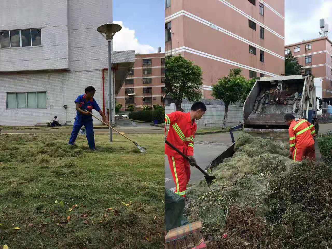 專業(yè)佛山大樹修剪，安全高效保障